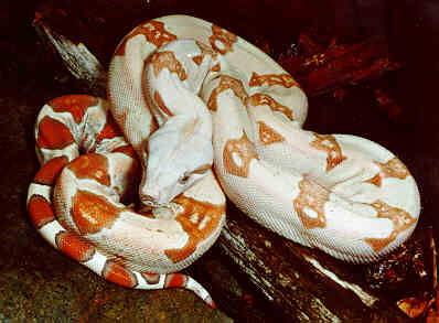 albinoboa.jpg (17562 bytes)